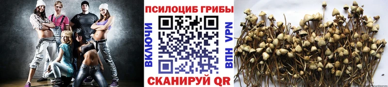 Псилоцибиновые грибы Cubensis  Купить где  Октябрьский 